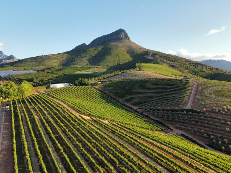 Uitzicht op een wijngaard met rijen wijnranken die zich uitstrekken over glooiende heuvels. Een berg rijst op de achtergrond op onder een helderblauwe lucht. Zonlicht werpt lange schaduwen over het landschap. Stellenbosch