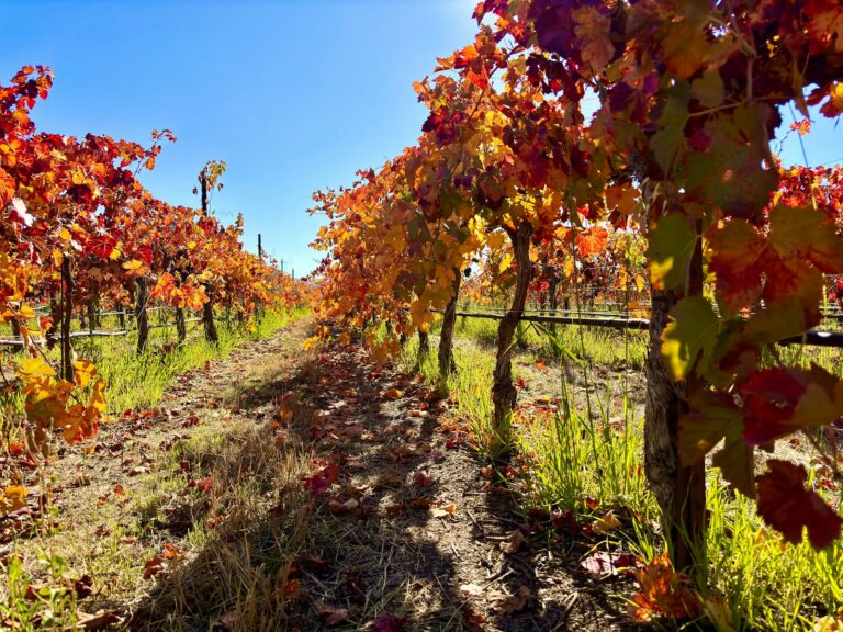 Een wijngaard met rijen wijnstokken met levendige herfstbladeren. De bladeren vertonen rijke tinten rood, oranje en geel onder een helderblauwe lucht. Zonlicht werpt schaduwen op de grond, waardoor het weelderige groen tussen de rijen wordt benadrukt.