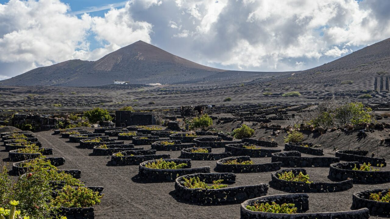 Ronde stenen plantenbakken gevuld met groene planten staan opgesteld in een wijngaard tegen een achtergrond van een vulkanisch landschap. Bergen onder een gedeeltelijk bewolkte lucht zijn zichtbaar op de achtergrond. De grond is bedekt met donkere vulkanische aarde.