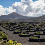 Ronde stenen plantenbakken gevuld met groene planten staan opgesteld in een wijngaard tegen een achtergrond van een vulkanisch landschap. Bergen onder een gedeeltelijk bewolkte lucht zijn zichtbaar op de achtergrond. De grond is bedekt met donkere vulkanische aarde.