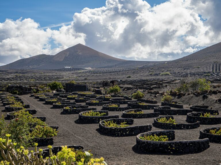 Ronde stenen plantenbakken gevuld met groene planten staan opgesteld in een wijngaard tegen een achtergrond van een vulkanisch landschap. Bergen onder een gedeeltelijk bewolkte lucht zijn zichtbaar op de achtergrond. De grond is bedekt met donkere vulkanische aarde.
