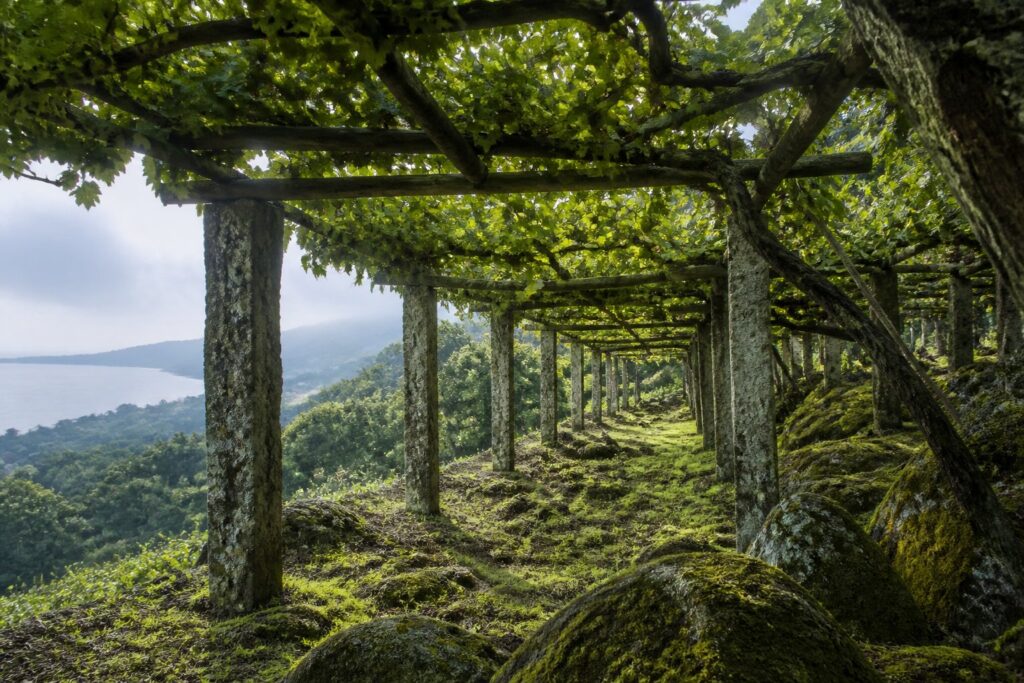 Sfeerbeeld: een proeverij van bijzondere Rías Baixas-wijnen met focus op albariño en Atlantische frisheid