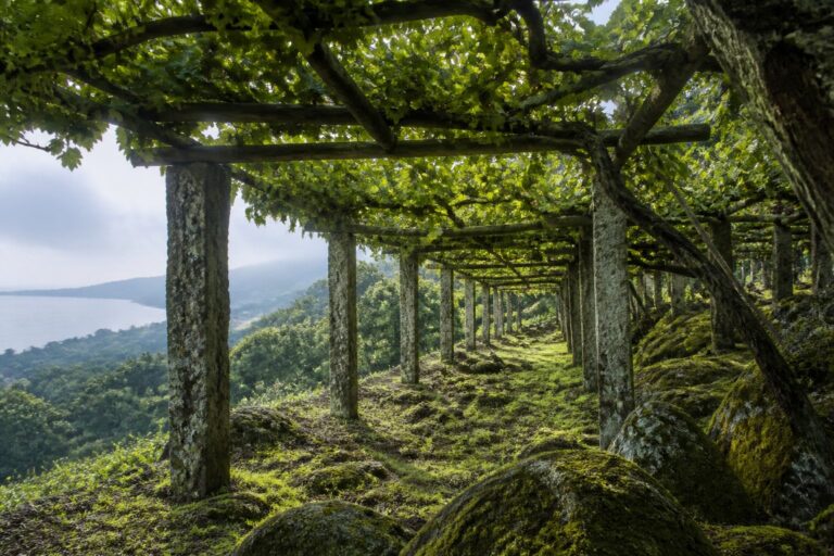 Sfeerbeeld: een proeverij van bijzondere Rías Baixas-wijnen met focus op albariño en Atlantische frisheid