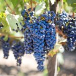 Trossen blauwe druiven aan de wijnstok