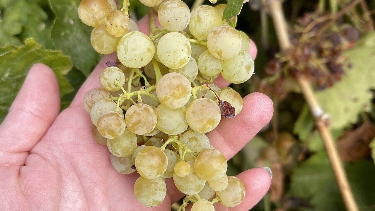 Een hand houdt een tros rijpe, geelgroene viognierdruiven vast tussen de wijnbladeren.