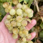 Een hand houdt een tros rijpe, geelgroene viognierdruiven vast tussen de wijnbladeren.