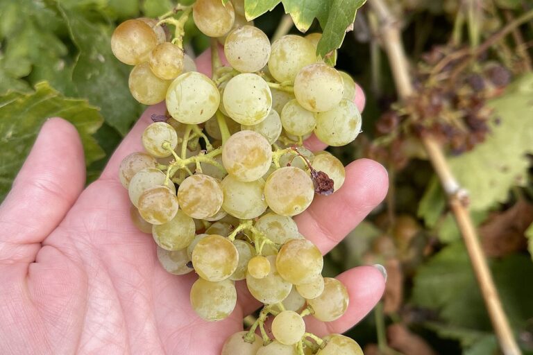 Een hand houdt een tros rijpe, geelgroene viognierdruiven vast tussen de wijnbladeren.